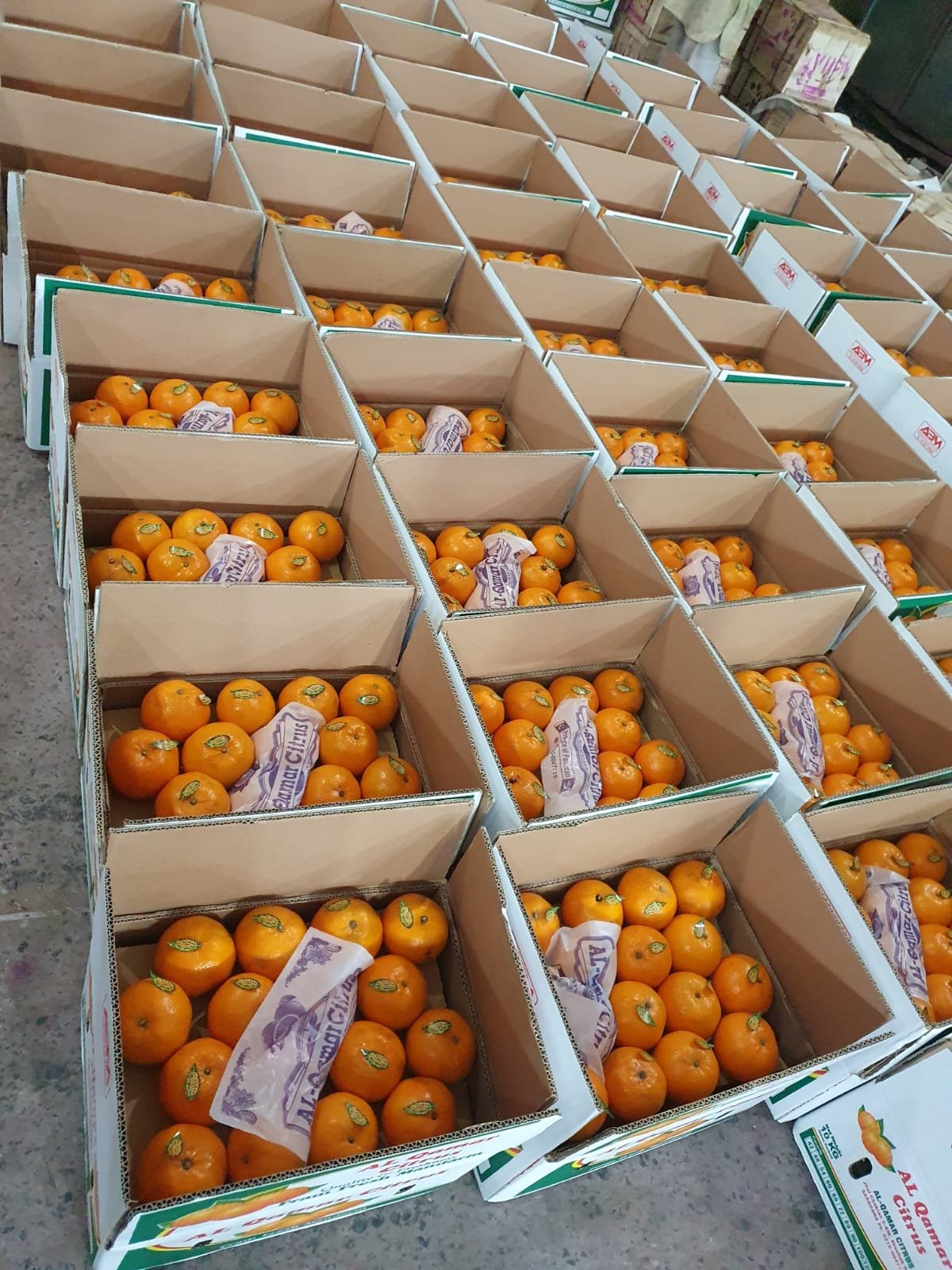 Export Quality Kinnow Oranges – Fresh from the Farm